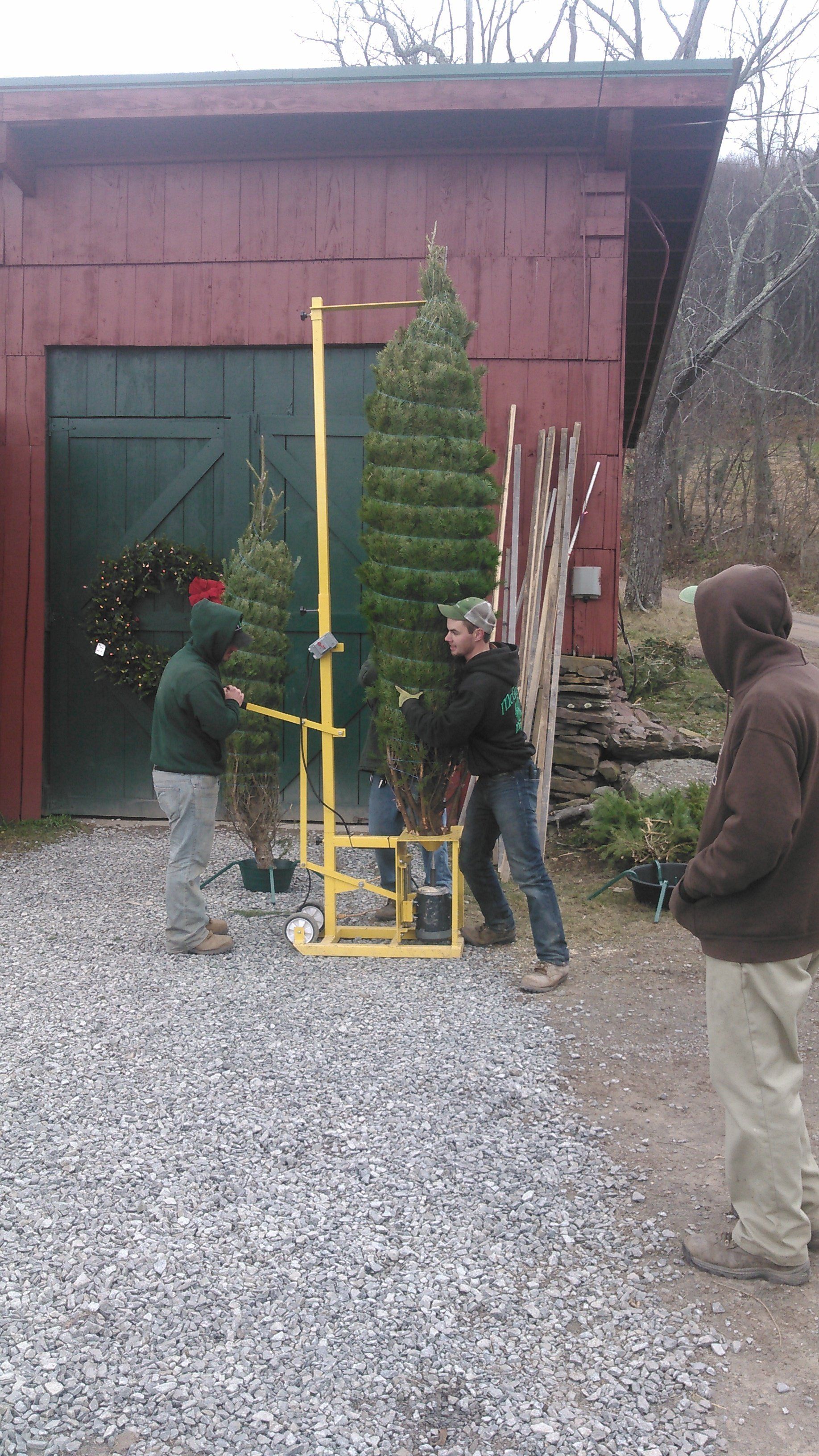 Tree Farm Live Trees Tunkhannock, PA